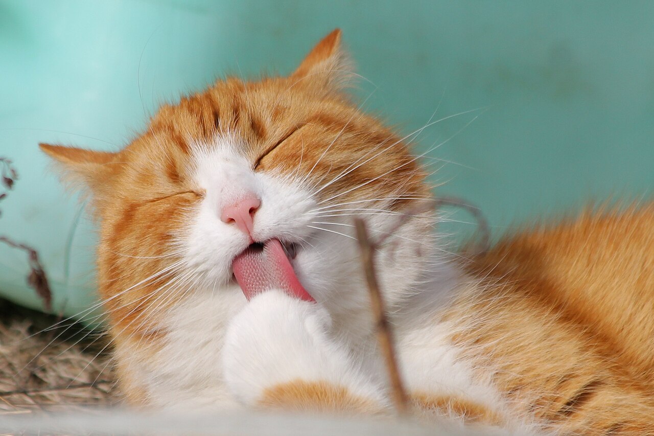 Cómo elegir la arena perfecta para tu gato