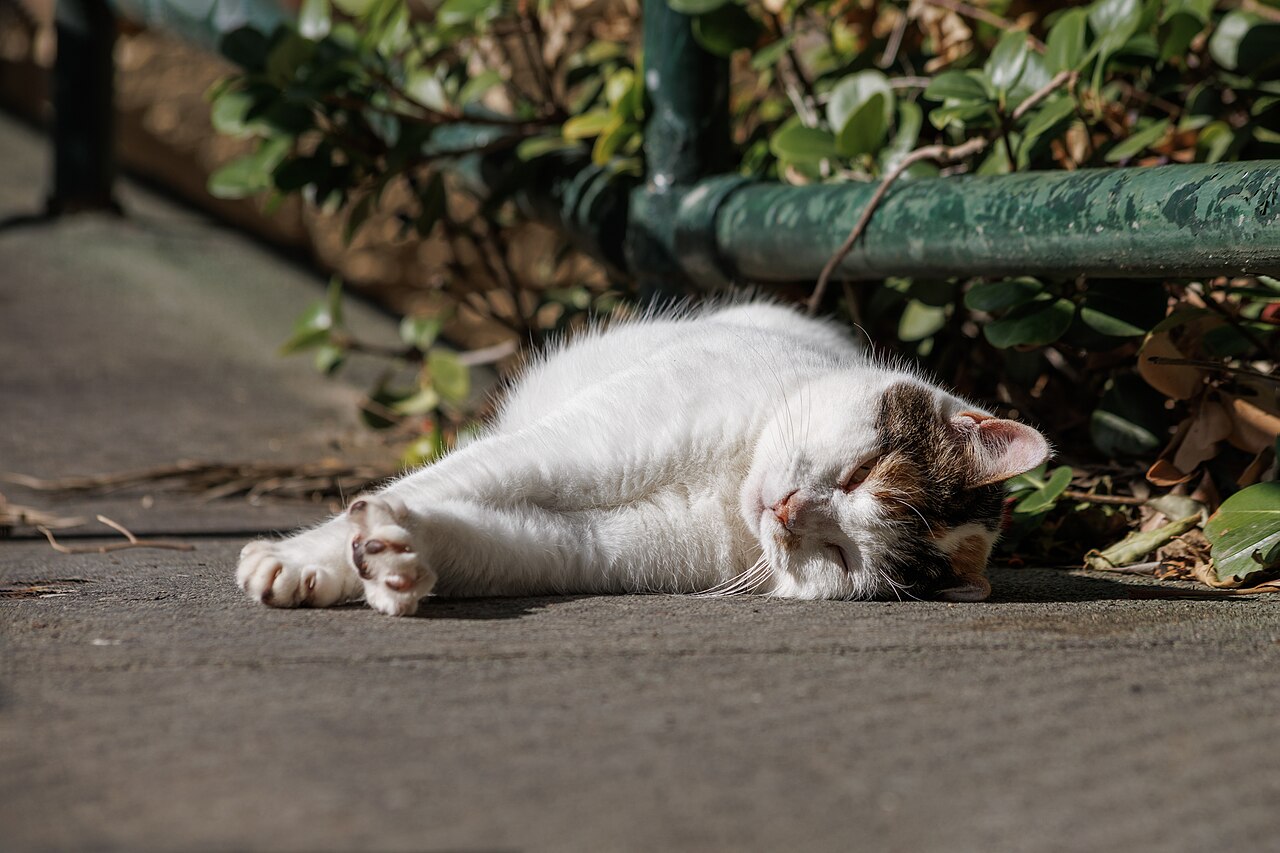 ¿Cuánta arena necesita tu gato? Guía de cantidades