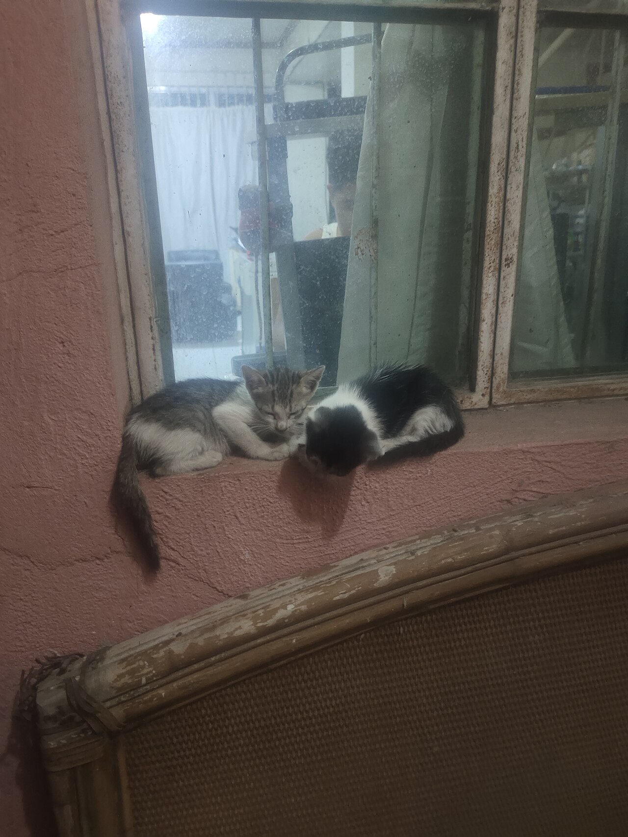 Varios gatos en casa: cuántos areneros necesitas