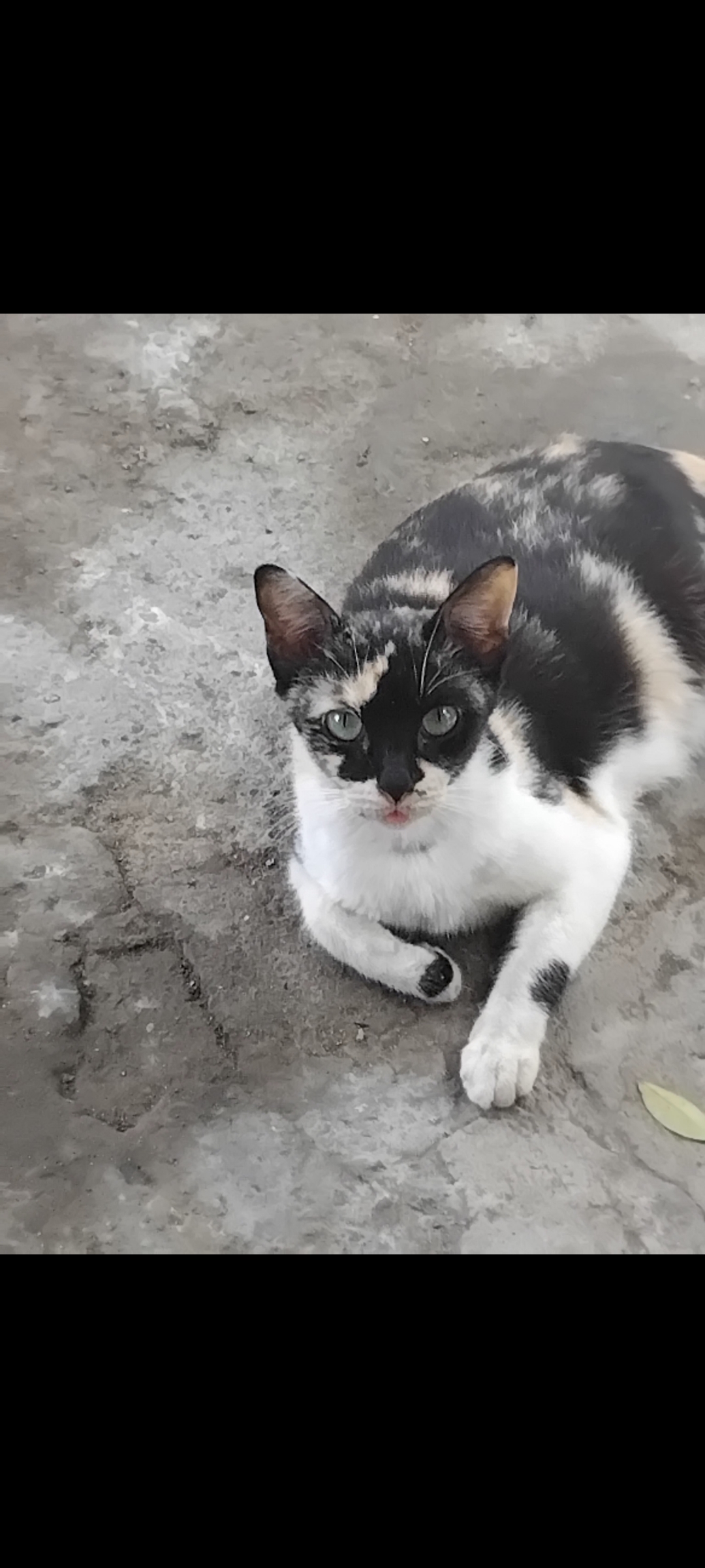 Tu gato dejó de usar el arenero: 7 causas (y soluciones)
