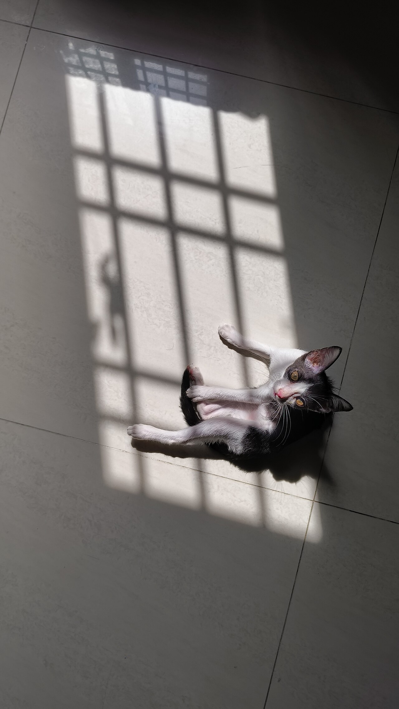 Por qué tu gato necesita un rascador (y cómo elegirlo)