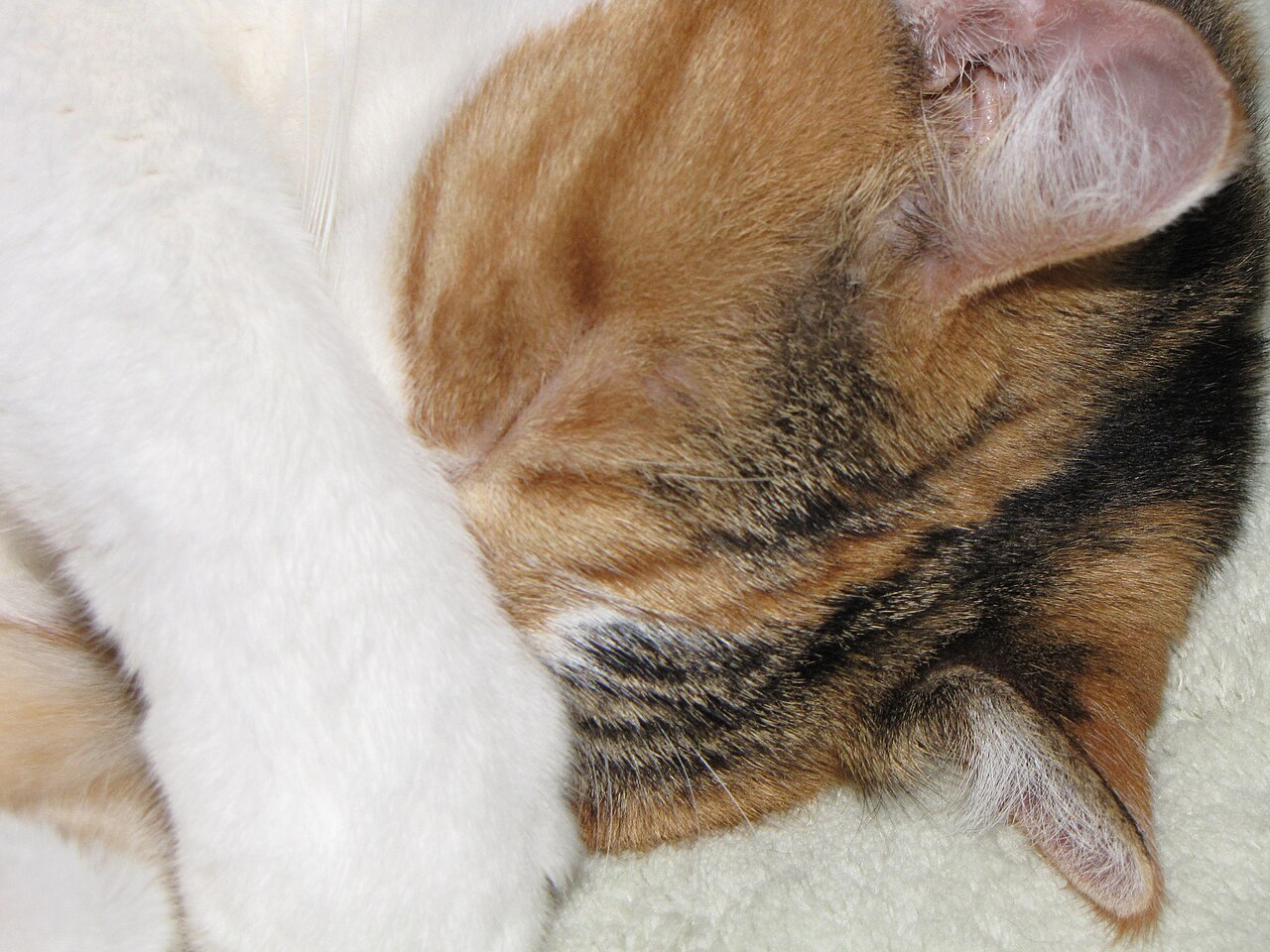 ¿Por qué tu gato duerme 16 horas al día?