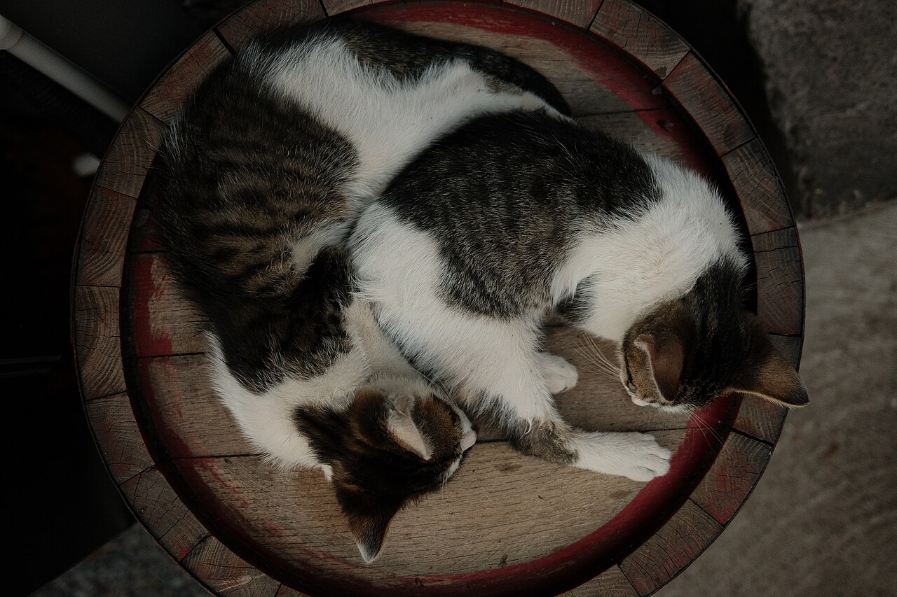 Vivir con gatos: 6 beneficios comprobados para tu salud
