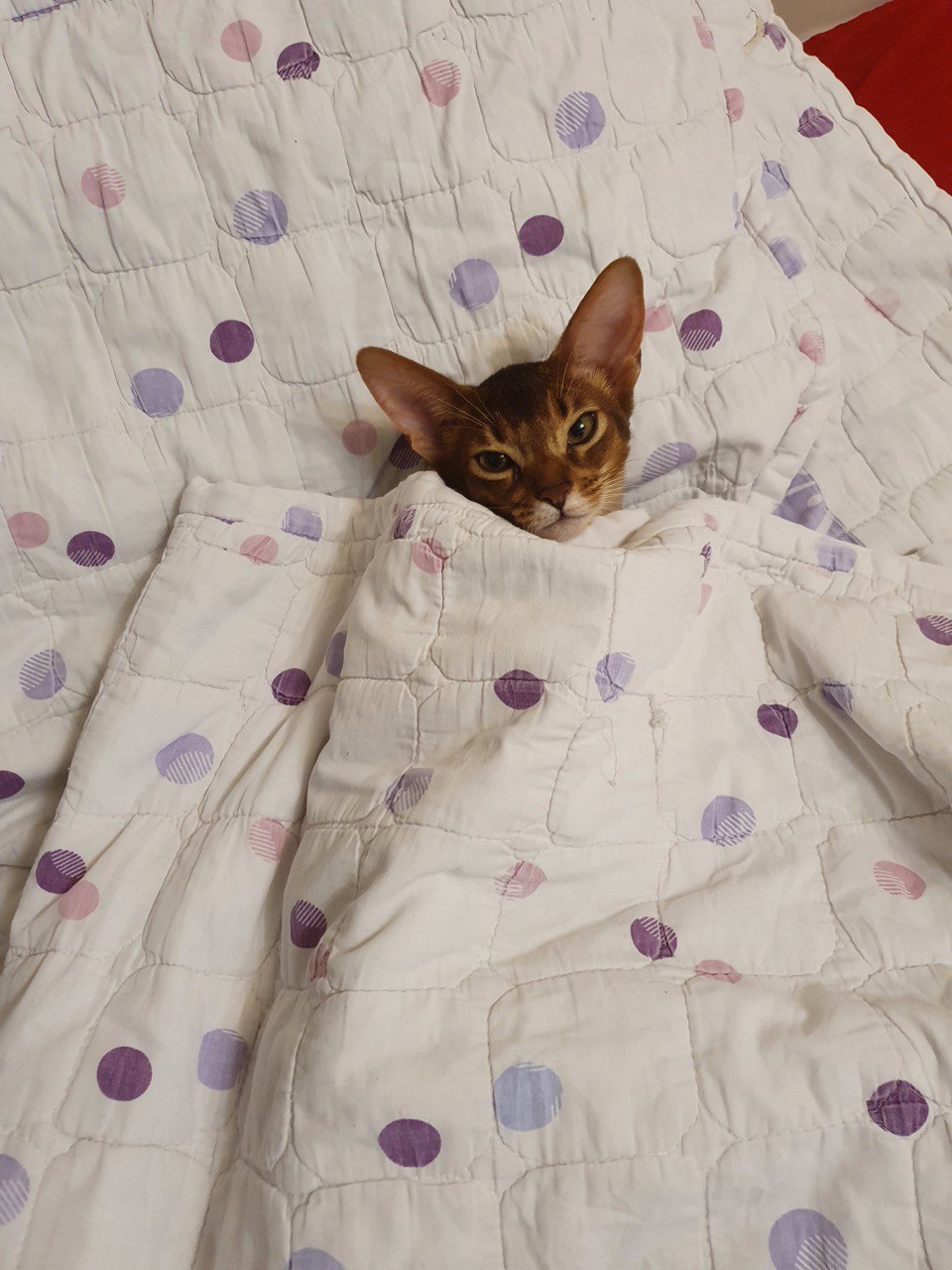 El lenguaje de los gatos: descifra sus maullidos y posturas