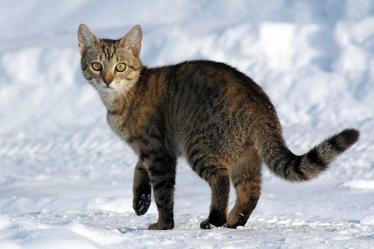 Gatos y frío: cómo cuidarlos en temporada de frío