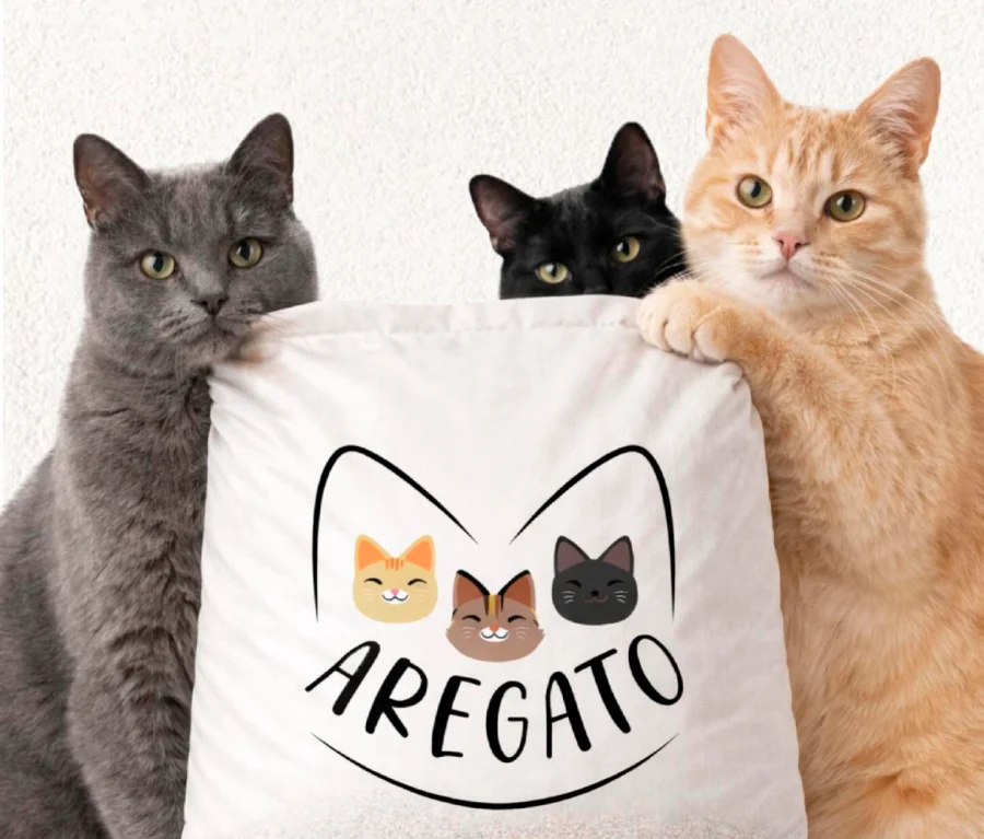 Gatos con un costal de arena Aregato
